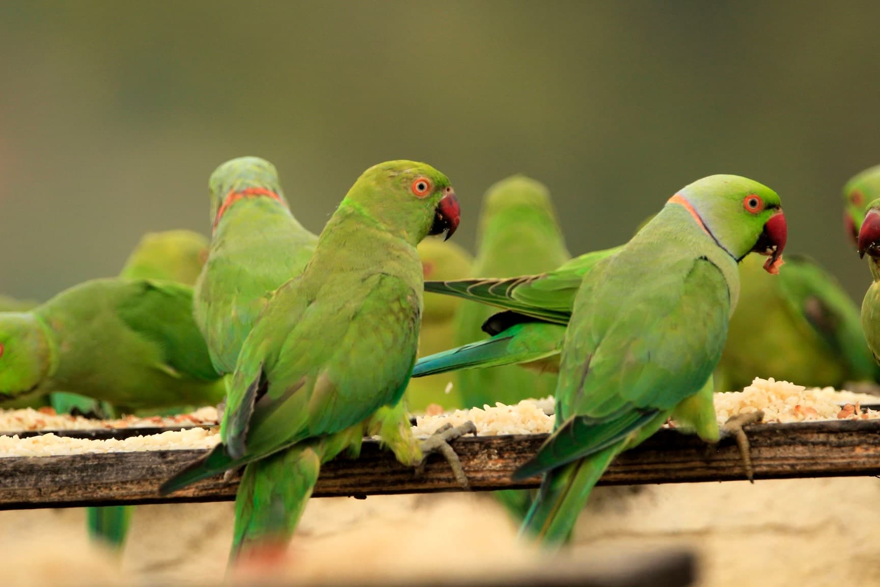Thousands of rose-ringed parakeets filling the sky above the Birdman of Chennai sanctuary at sunset