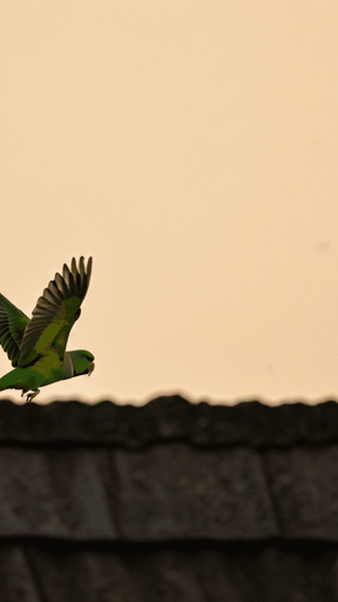 Parakeet soaring over Chennai rooftop at golden hour